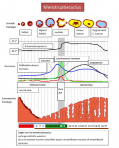 688-menstruatiecyclus-2-1