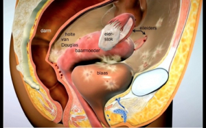 766-anatomie-met-endo-1